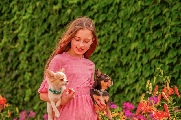 Een meisje en honden Tienermeisje in een roze jurk met twee witte en zwarte chihuahuahonden