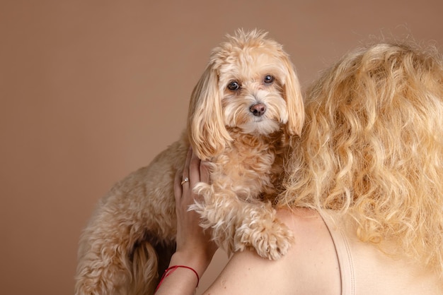 een meisje houdt een schattige Maltipoo-hond in haar armen close-up op een effen beige achtergrond het concept van liefde voor een hond