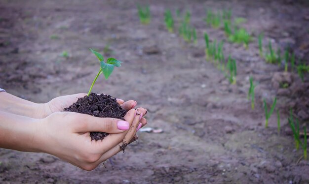 Een meisje houdt peperzaailingen in haar handen tegen de achtergrond van een tuinboerderijkas