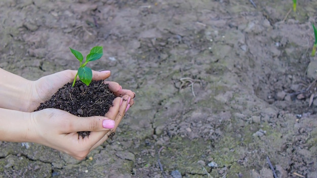 Een meisje houdt peperzaailingen in haar handen tegen de achtergrond van een tuinboerderijkas