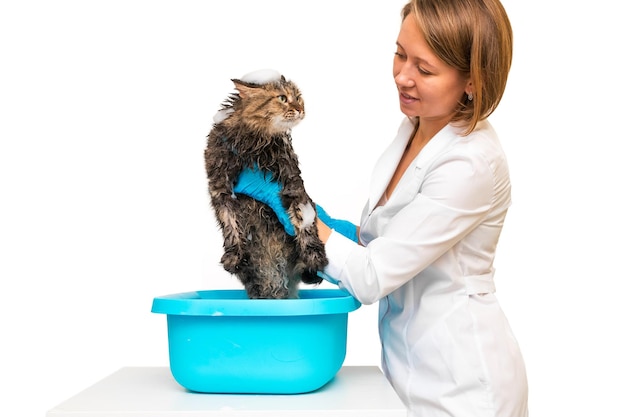 Een meisje in blauwe handschoenen wast een kat in een bassin