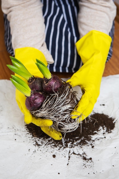 Een meisje in een gestreept schort plant hyacintbollen uit een pot waarin hyacintbollen worden geplant met tuingereedschap