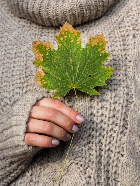 Een meisje in een warme gebreide trui houdt een esdoornblad, close-up. Herfst esdoornblad in handen van vrouwen. Symbool van de herfst,