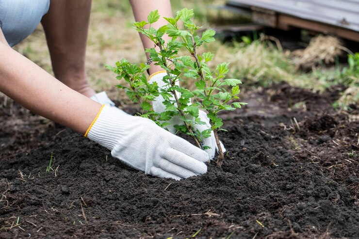 Een meisje in witte handschoenen plant een jong jonge boompje in de tuin.