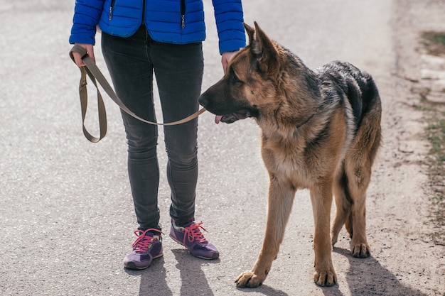 Een meisje loopt met haar hond op straat. Vrije tijd met een huisdier. Loop met een Duitse herder in de stad in de frisse lucht.