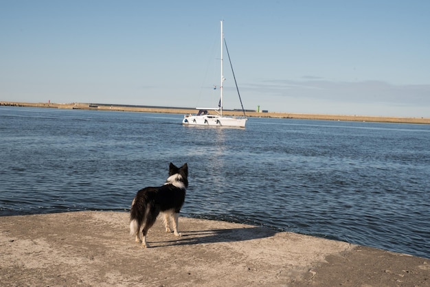 Een meisje met een hond aan de kust kijkt naar een zeilboot