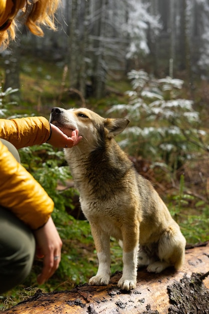 een meisje met een hond rusten reizen met huisdieren dennenbomen winter boswandelingen wintersport een fee