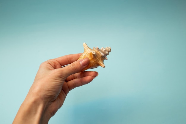 Een meisje met een zeeschelp in haar hand