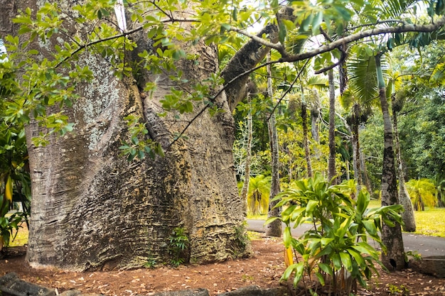 Een meisje naast een baobab in de botanische tuin op het eiland Mauritius