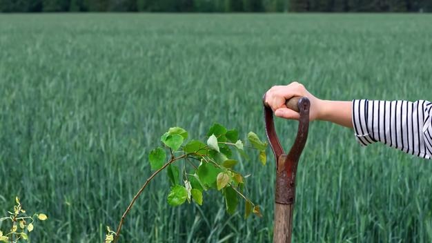 Een meisje staat met een schop bij een jonge boom die is geplant in de buurt van een prachtig veld met tarwe op de achtergrond