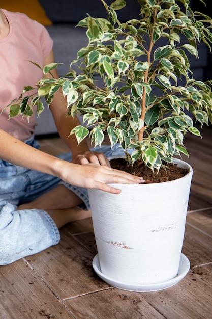 Foto een meisje transplanteert een ficus in een grote bloempot