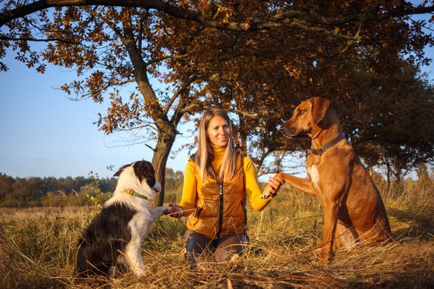 Een meisje, twee honden: Border Collie en Rhodesian Ridgeback zittend op het herfstgras. Gele natuur achtergrond