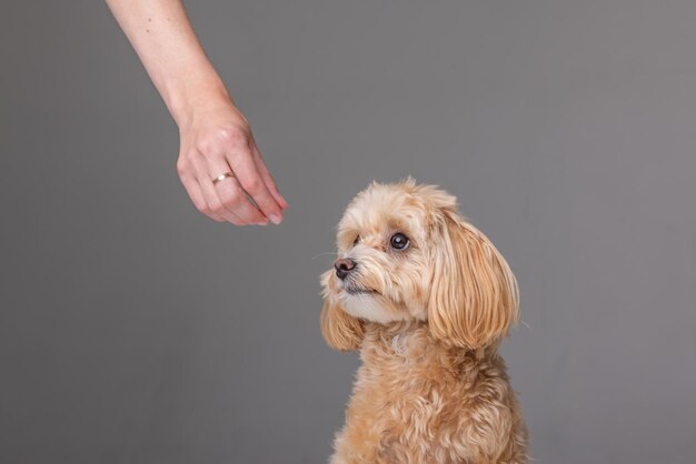Een meisje voedt een Maltipoo puppy met droog voedsel en zorgt voor een hond.
