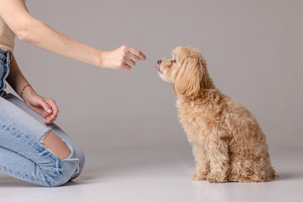 Foto een meisje voedt een maltipoo puppy met droog voedsel en zorgt voor een hond.