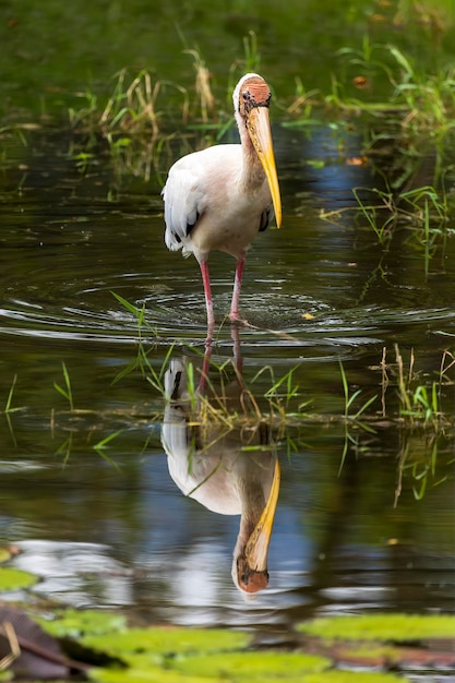 Een melkachtige ooievaar (Mycteria cinerea) met reflectie