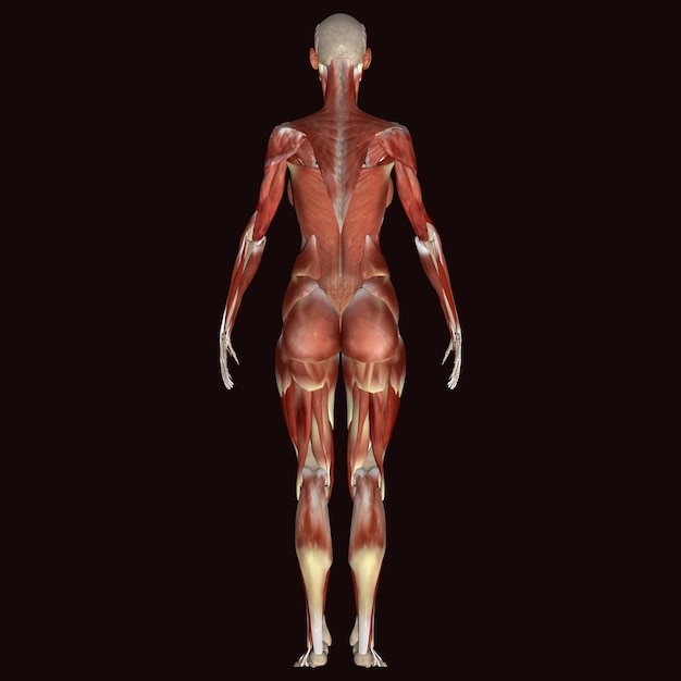 een menselijke figuur met een onderste rug die menselijke anatomie zegt