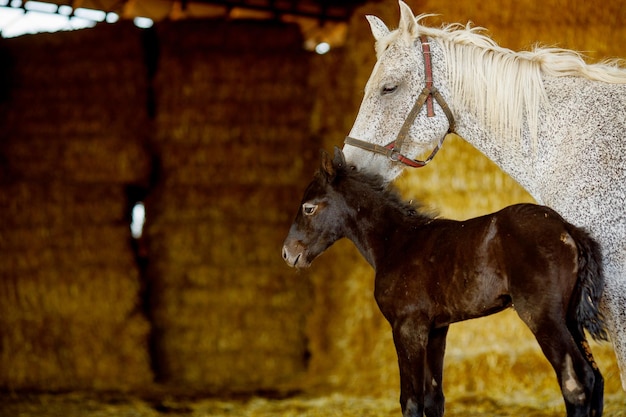 een merrie en een veulen op een paardenboerderij tegen de achtergrond van stro een warme dag op stal