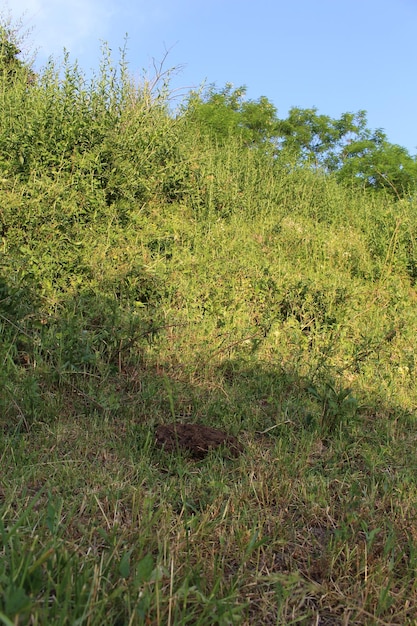 Foto een met gras begroeide heuvel met een berg vuil