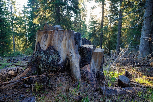 Foto een met mos bedekte stronk bevindt zich op een open plek in een sparrenbos