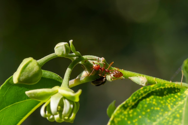 Een mier op cananga odorata knopbloemen