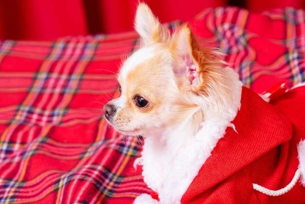 Een mini-chihuahua-hond in de kleren van de kerstman ligt op een rood geruit deken Langharige chihuahua