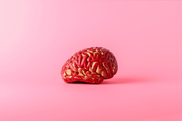 Een model van het menselijk brein op een roze achtergrond met kopieerruimte