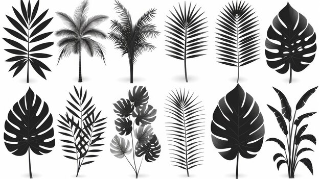 Foto een moderne illustratie van een set van geïsoleerde silhouetten op een witte achtergrond met exotische bladeren zoals philodendron palmbladeren areca palmen koninklijke varens en bananenbladeren met bladeren