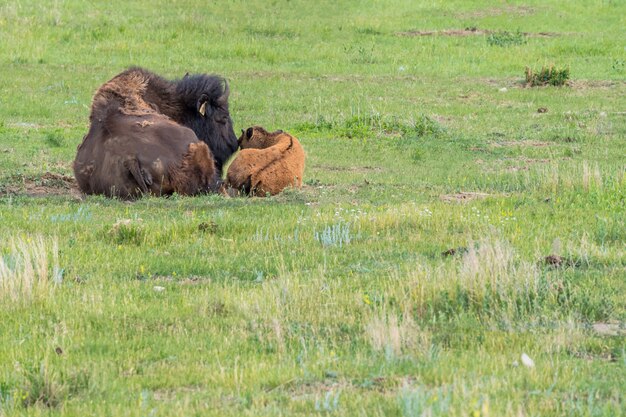 Een moeder vlakt bizons neer liggend haar baby kalf knuffelen in een weiland