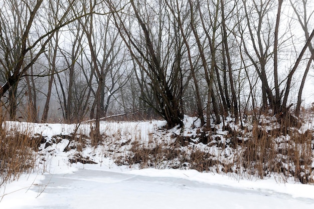 Een moeras bedekt met sneeuw en ijs in het winterseizoen