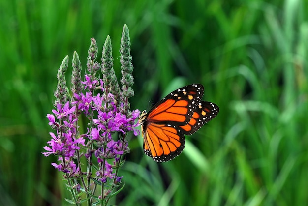 Een monarchvlinder op een paarse bloem