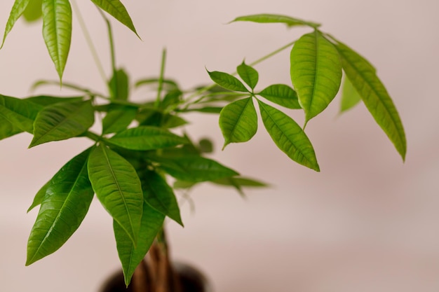 Een Money Tree plant Pachira Aquatica Groene pachira aquatica bladeren op beige achtergrond pachira