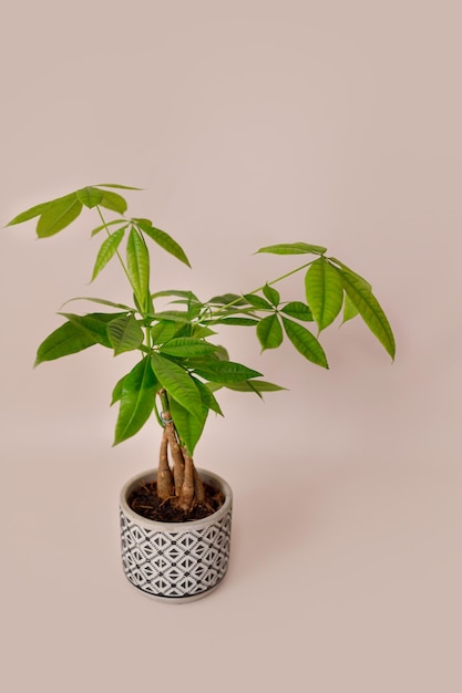 Een Money Tree plant Pachira Aquatica Groene pachira aquatica bladeren op beige achtergrond pachira