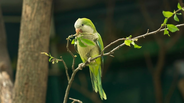 Een monniksparkiet Myiopsitta monachus, ook bekend als een quakerparkiet, zit vroeg in de ochtend op een groene boomtak in het noorden van de Pantanal Mato Grosso in Brazilië