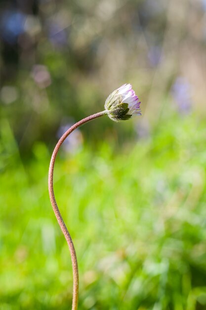 Een mooi bloemmadeliefje dat op groene natuurlijke achtergrond wordt geïsoleerd