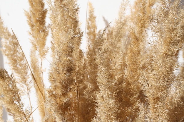 Een mooi boeket gedroogde bloemen tegen een grijze muur, pampasgras close-up natuurlijke beige kleur