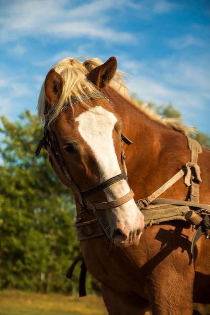 Een mooi bruin paard in de wei