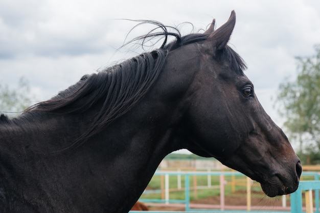 Een mooi en gezond paard lopen op de ranch. Veehouderij en paardenfokkerij.