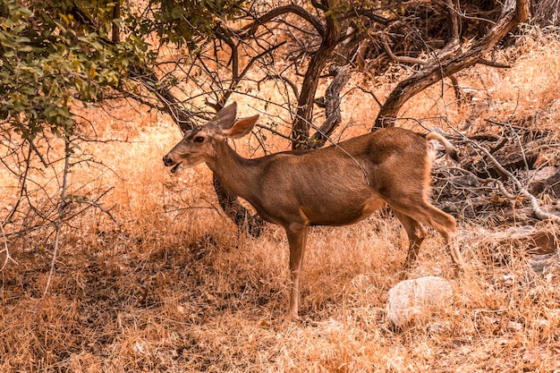 Een mooi jong hert gezien op de bright angel trailhead in de grand canyon. arizona