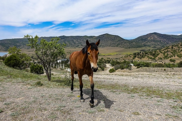 Een mooi jong paard bij de KaraDag-berg Krim Rusland 2021