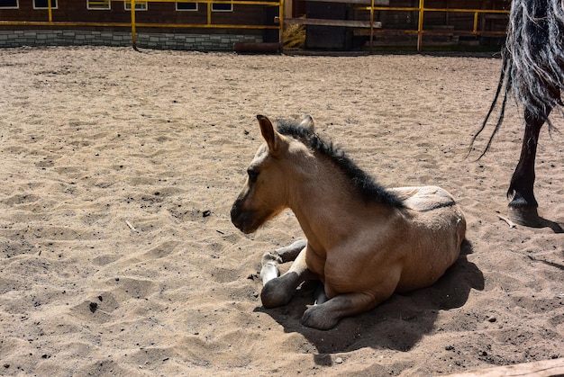 Een mooi paard in een dennenbos in de lente Winterbos Oedmoertië, Rusland