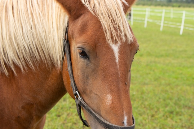 Een mooi paard loopt in de wei. Paardportret, bruin paard.