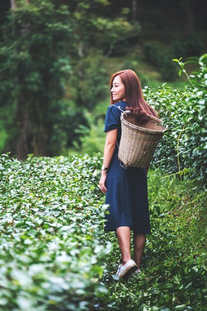 Een mooie Aziatische vrouw die theeblad plukt in een theeplantage in het hoogland