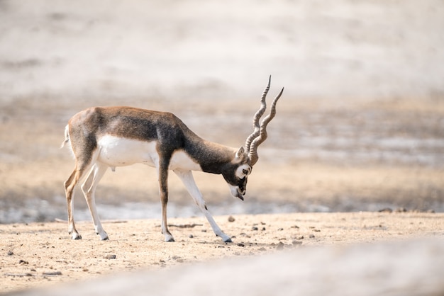 Een mooie Blackbuck