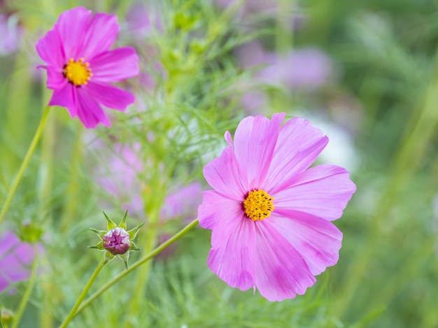 Een mooie bloem in de ochtend