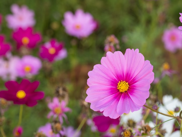 Een mooie bloem in de ochtend