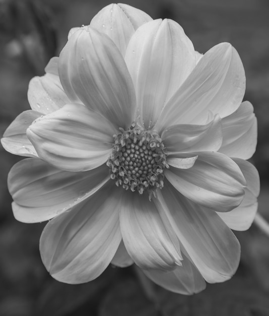 een mooie bloem naar zwart-wit