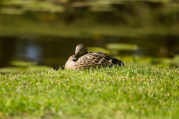 Foto een mooie bos eenden zwemmen in de vijver in het park