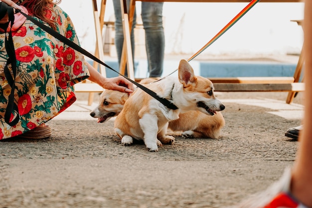 Een mooie Corgi-honden. Gelukkig huisdier, portret van een gouden corgi. Dierentraining, hondenshow, hondenvoerconcept