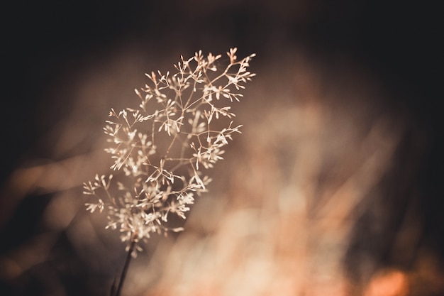 Een mooie droge grasmacro tegen een onscherpe achtergrond, bruin filter