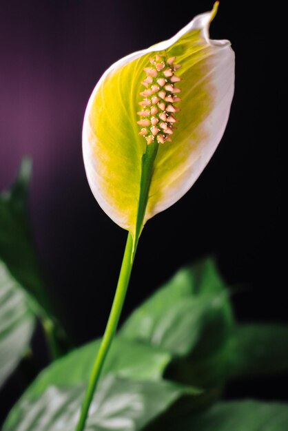 Een mooie eenzame bloem van een huiskamerplant op een donkere achtergrond Selectieve focus